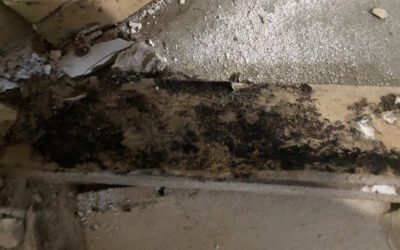 Common Causes of Mold Growth and How to Prevent Them