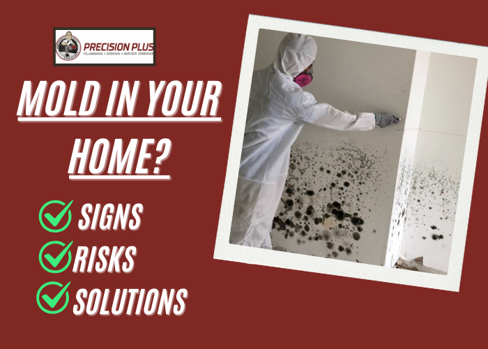 Mold in Your Home Signs, Risks, and Solutions